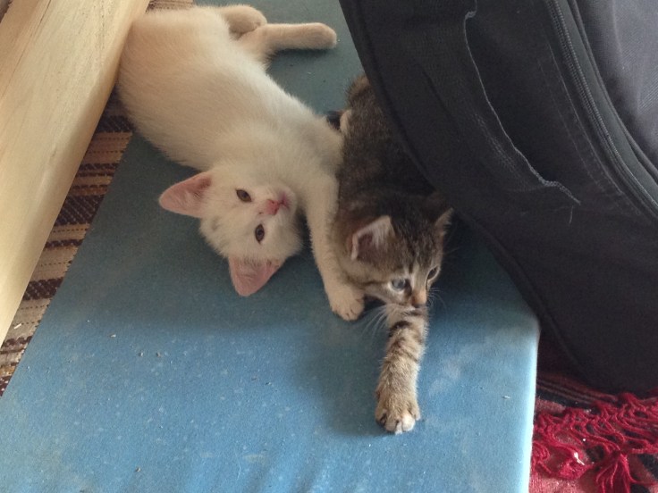 20160601_114208427_iOS